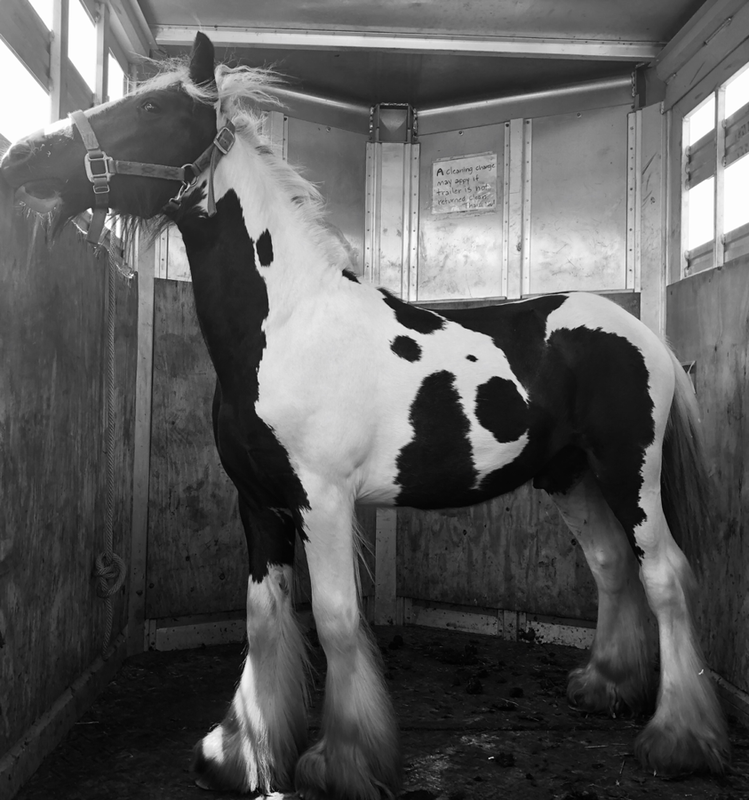 GVHS & GHRA Gypsy Vanner Stallion - Becker Ranch